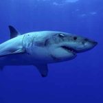 Google renforce les câbles sous-marin contre les attaques de requins