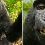 Quand un selfie pris par un singe entraîne une bataille de droits d'auteur !