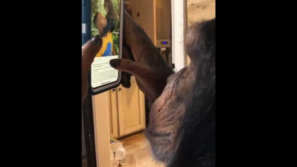 Un chimpanzé navigue sur Instagram