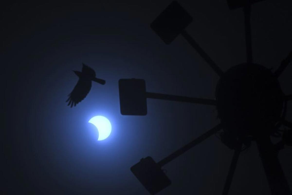 Un oiseau vole au passage de la lune qui se déplace devant le soleil pendant l'éclipse solaire annulaire de Chennai.
