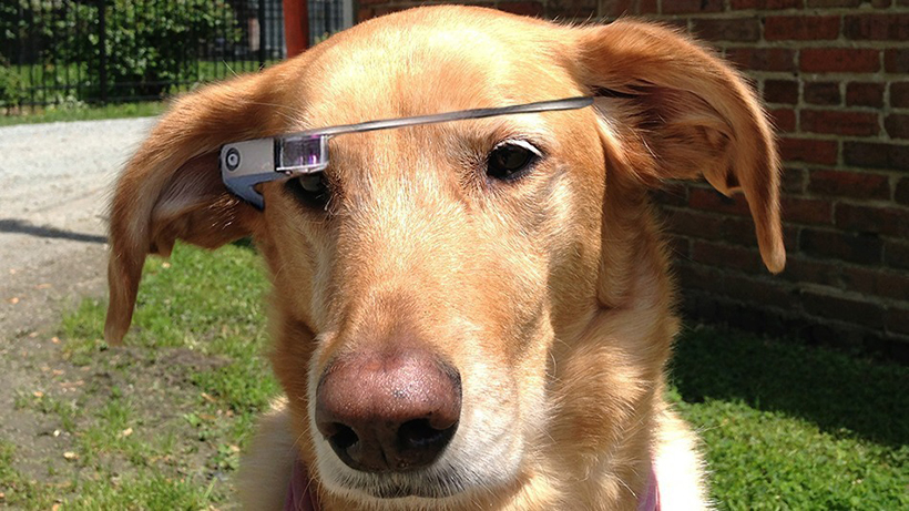 Google Glass : un modèle pour nos amis les bêtes ?