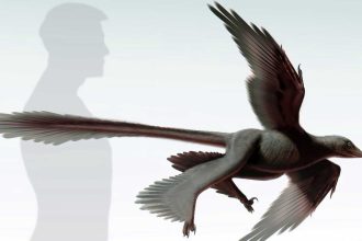 Changyuraptor yangi, un nouveau dinosaure à plumes