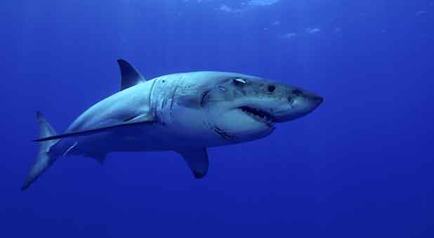 Câbles sous-marins : Google va les protéger des requins