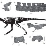 Quelques-uns des restes fossilisés de Laquintasaura venezuelae sont représentés sur ce schéma, ainsi que leurs places sur la reconstitution d'une partie de son squelette.
