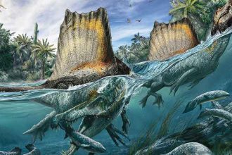 Illustration du Spinosaurus tirée de l'édition d'octobre du National Geographic.