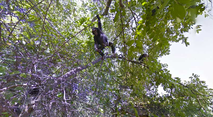 Observer les chimpanzés dans leur habitat avec Streetview