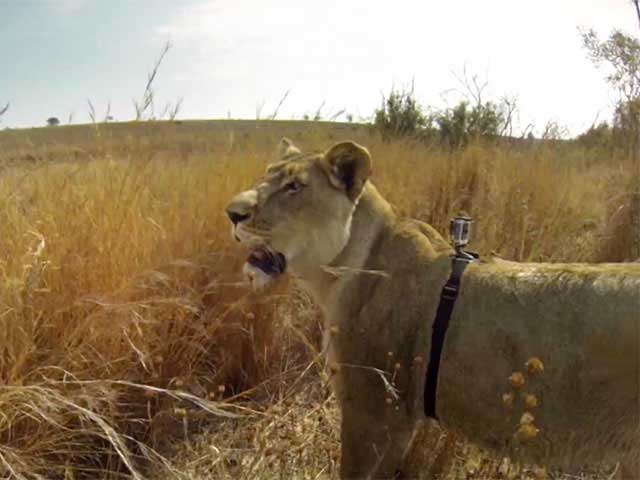 GoPro : la vidéo d'une lionne en train de chasser !