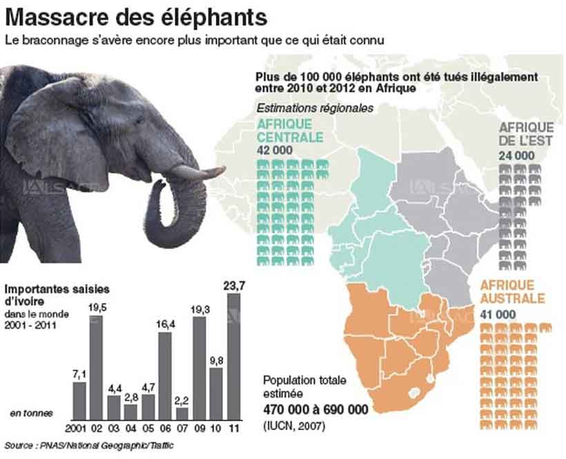 Le nombre d'éléphants s'est effondré de 60 % entre 2002 et 2011.