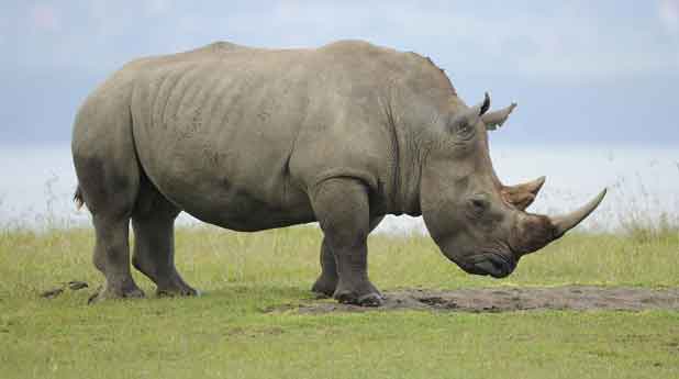 Un rhinocéros blanc près du lac Nakuru, au Kenya. Ces animaux sont parmi les plus menacés par le braconnage.