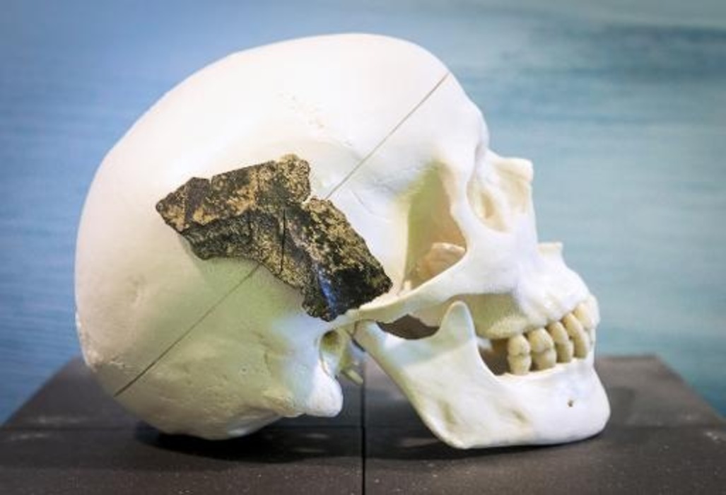 Un fragment d'os vieux de 9600 ans d'un homo sapiensau musée de Rotterdam le 24 janvier 2014.