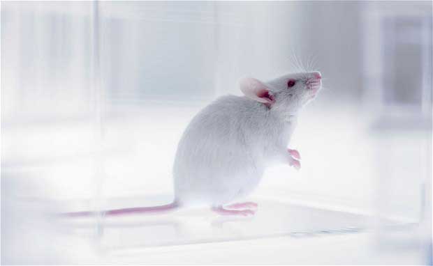 creation de super souris par injection de cellules de foetus humain
