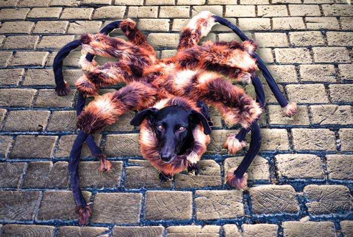 YouTube : la vidéo d'un chien déguisé en araignée a été la plus vue en 2014
