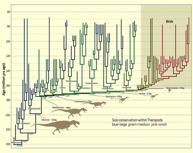 La lignée de dinosaures qui a évolué en oiseaux a vu sa taille diminuer en permanence durant 50 millions d'années. (Image : Michael S. Y. Lee et al. Science)