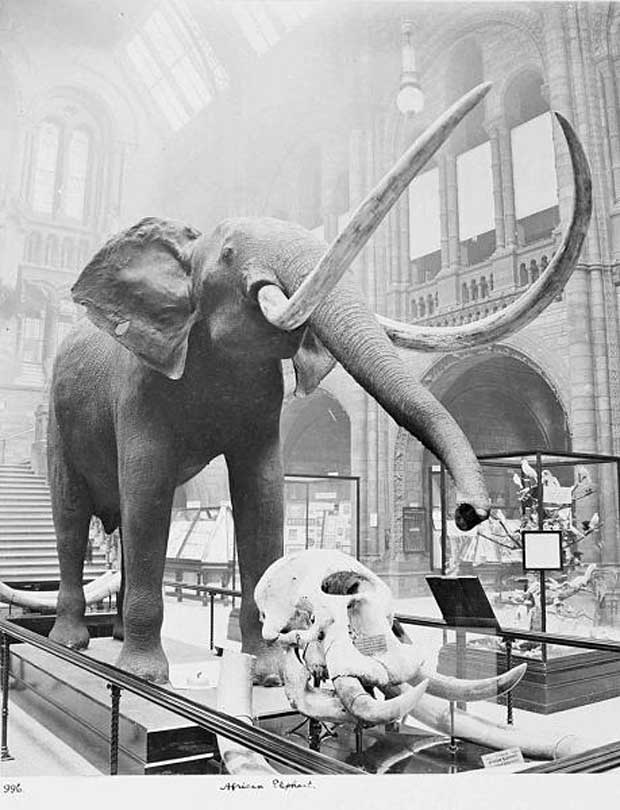 Éléphant d'Afrique dans la salle centrale (The Trustees of Natural History Museum, Londres, 1910)
