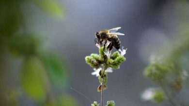 abeilles une chercheuse toulousaine recompensee