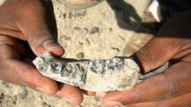 Découverte d'un fossile africain de 2,8 millions d'années