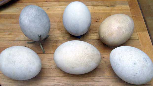 Un œuf préhistorique saisi par les douanes italiennes
