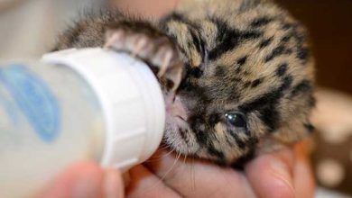 naissance dun adorable bebe panthere nebuleuse