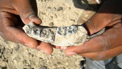 Une mandibule qui vieillit l'humanité de 400 000 ans