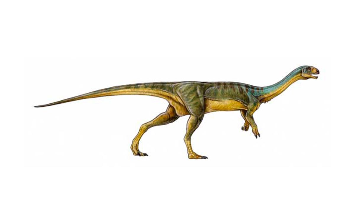 Le Chilesaurus, « un des dinosaures, les plus bizarres jamais découverts »