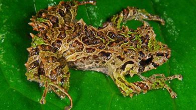 Une grenouille capable de changer la structure de sa peau