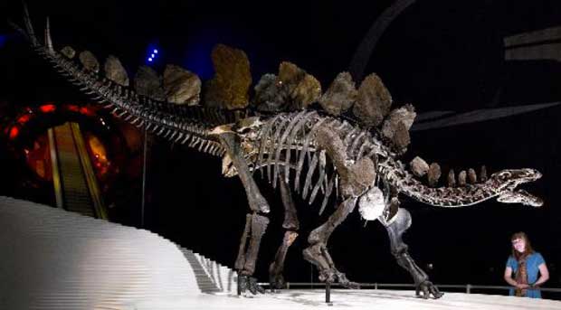 La forme des plaques sur le dos des stégosaures distinguait mâles et femelles