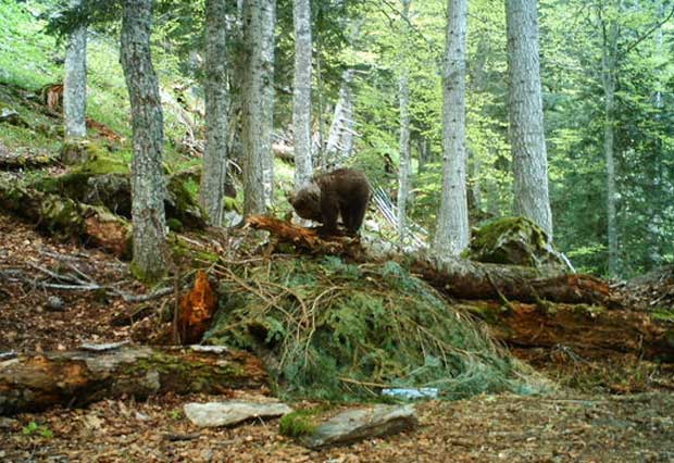 La population d'ours pyrénéens augmente mais reste fragile