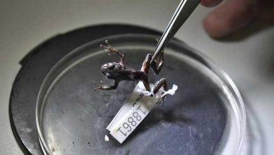 Une grenouille « Transformer » capable de se métamorphoser en 330 secondes