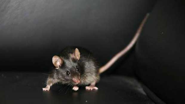 Des chercheurs bernois rendent la vue à des souris