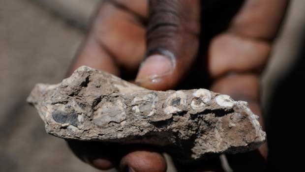 Un nouvel australopithèque, voisin de Lucy, découvert en Ethiopie