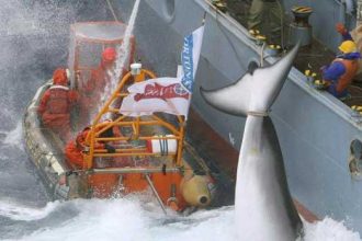 Japon : une récente étude crédibilise la chasse scientifique des baleines