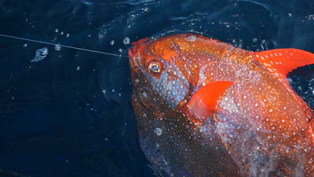 Ce poisson est la première espèce maritime à réchauffer délibérément son sang.