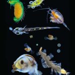 Organismes planctoniques collectés par Tara dans l'océan Pacifique grâce à un filet dont le maillage était de 0,1 mm.