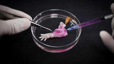 Des chercheurs recréent une patte biologique de rat !
