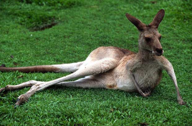 Les kangourous ont une préférence pour la main gauche