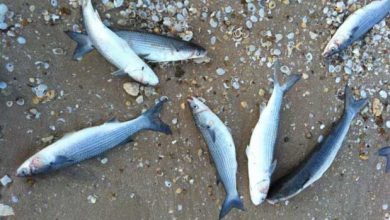 Mystérieuse mort de 10 000 poissons en Charente-Maritime