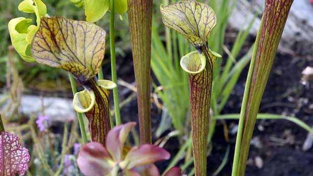 Les sarracénies, originaires d'Amérique du Nord, attirent les insectes qui se retrouvent piégés au fond de leurs feuilles recourbées en forme d'urne.