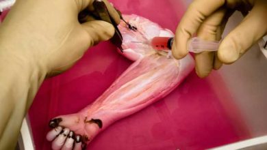 Transplantation d'un avant-bras biologique sur des animaux par « dé-cellularisation » d'organe