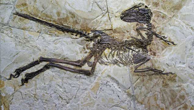 Zhenyuanlong Suni : les ailes du cousin du Vélociraptor interpellent les paléontologues