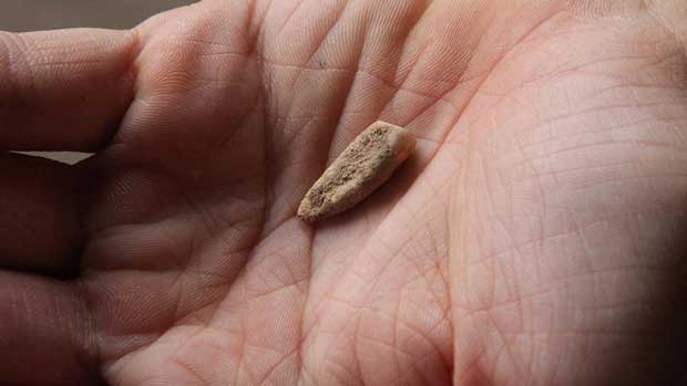 Tautavel : découverte d'une dent humaine vieille de 560 000 ans
