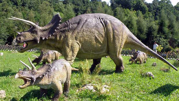 Wendicératops : un nouveau dinosaure de la famille des tricératops