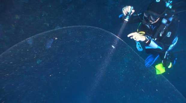 Le mystère de la boule gélatineuse découverte par des plongeurs
