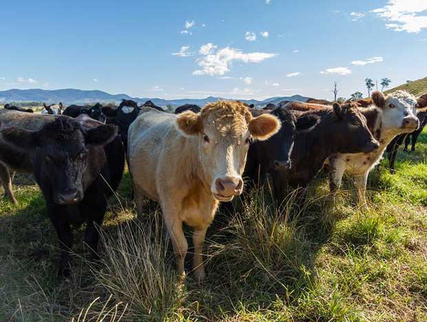 Réchauffement climatique : 30% de méthane en moins chez les vaches grâce à un complément alimentaire