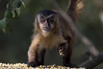 Les scientifiques ont fait passer le test à des Capucins (photo) et à des singes rhésus.