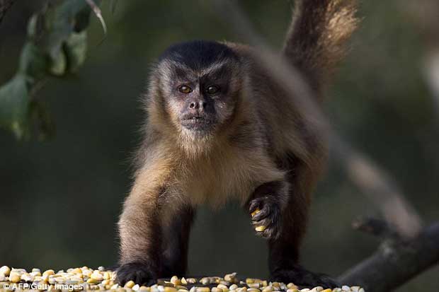 Les scientifiques ont fait passer le test à des Capucins (photo) et à des singes rhésus.