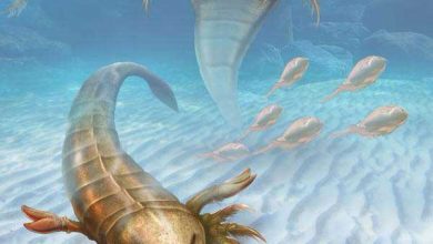 Le fossile d'un scorpion de 1 mètre 70 de long !