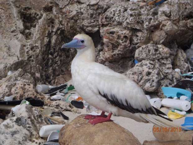 Pratiquement tous les oiseaux marins auront avalé du plastique d'ici 2050