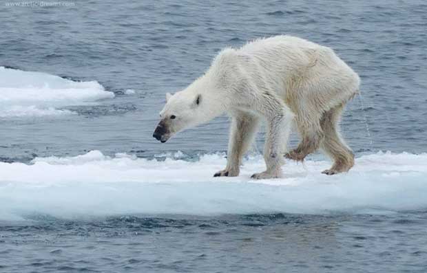Réchauffement climatique : un ours famélique émeut les réseaux sociaux