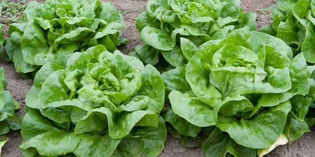 Nous mangeons des salades qui contiennent des pesticides interdits et dangereux !