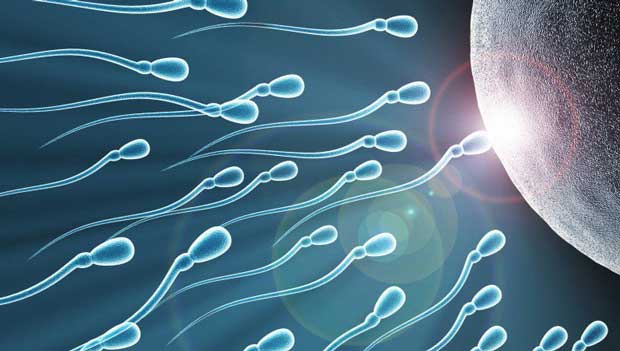 Des spermatozoïdes in vitro pour aider les hommes souffrant d'infertilité